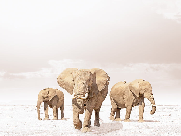 Three Elephant Family