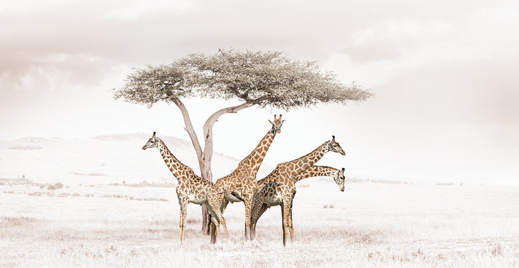 Giraffe Retreat