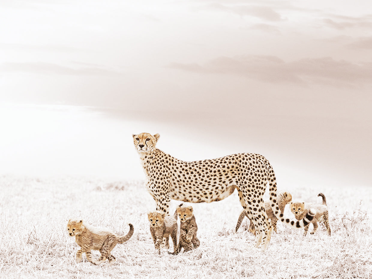 Cheetah Family