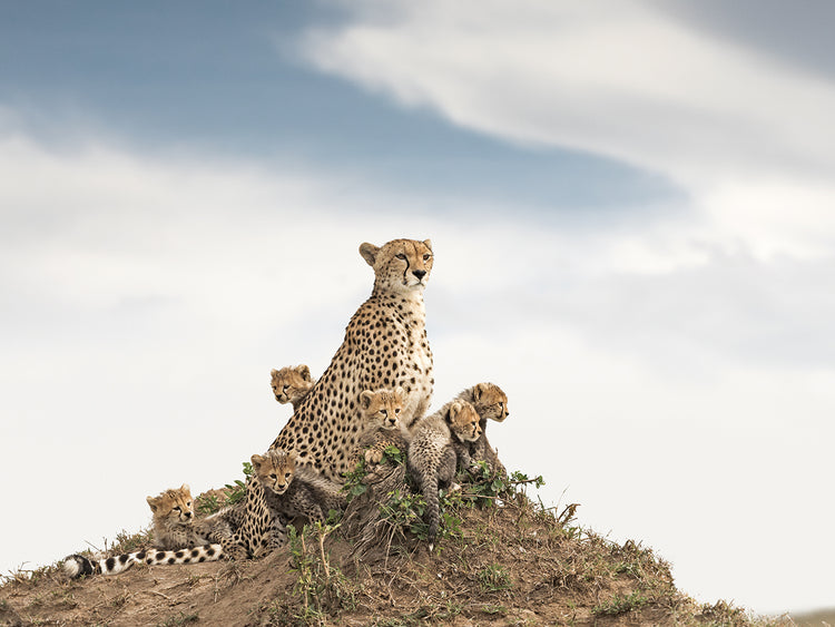 Cheetah Outlook