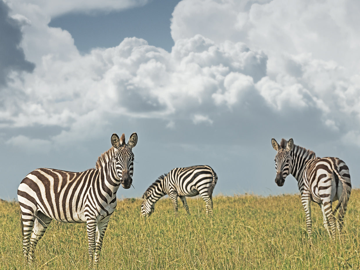 Zebra Gathering
