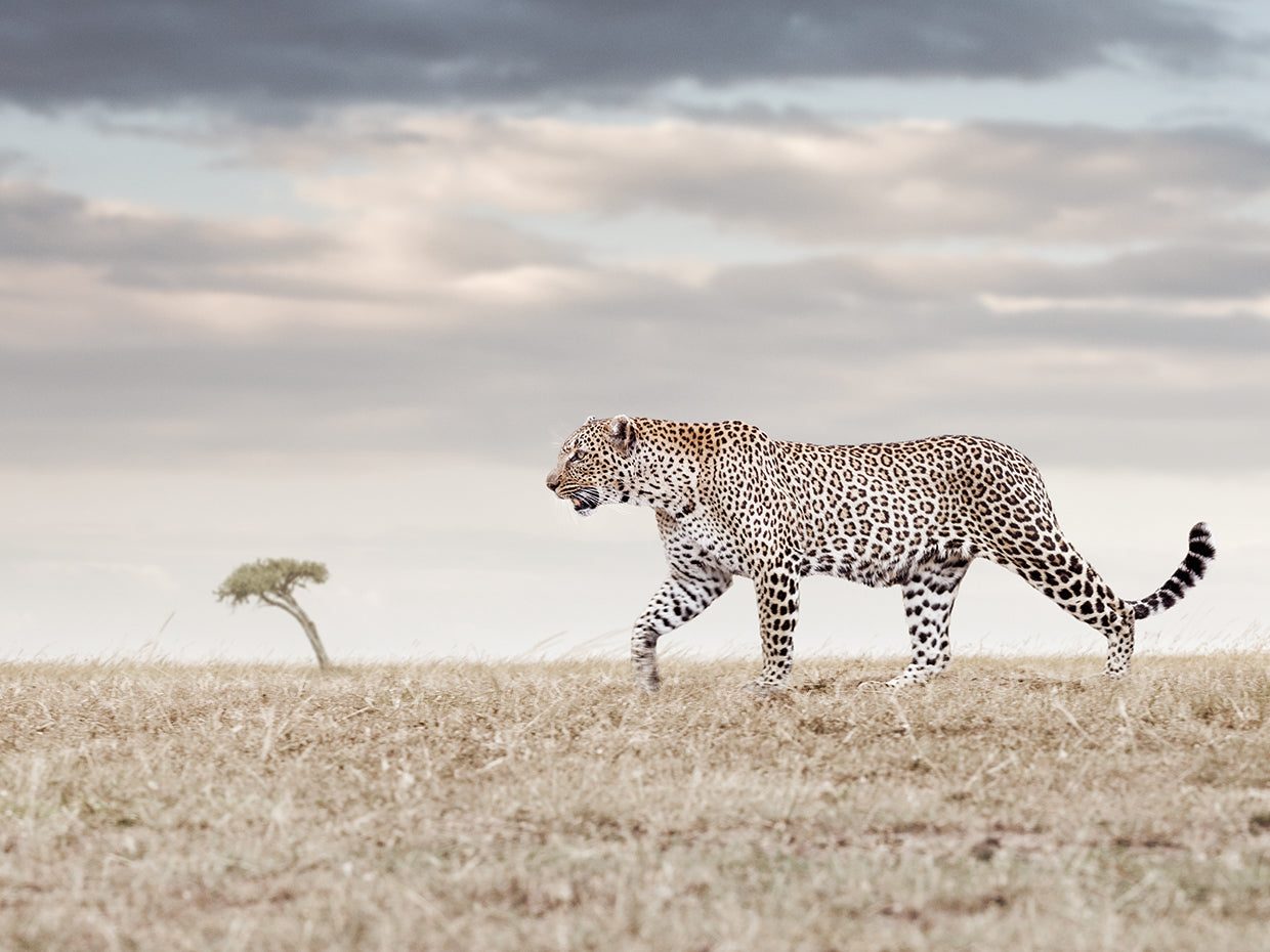 Leopard on the Run