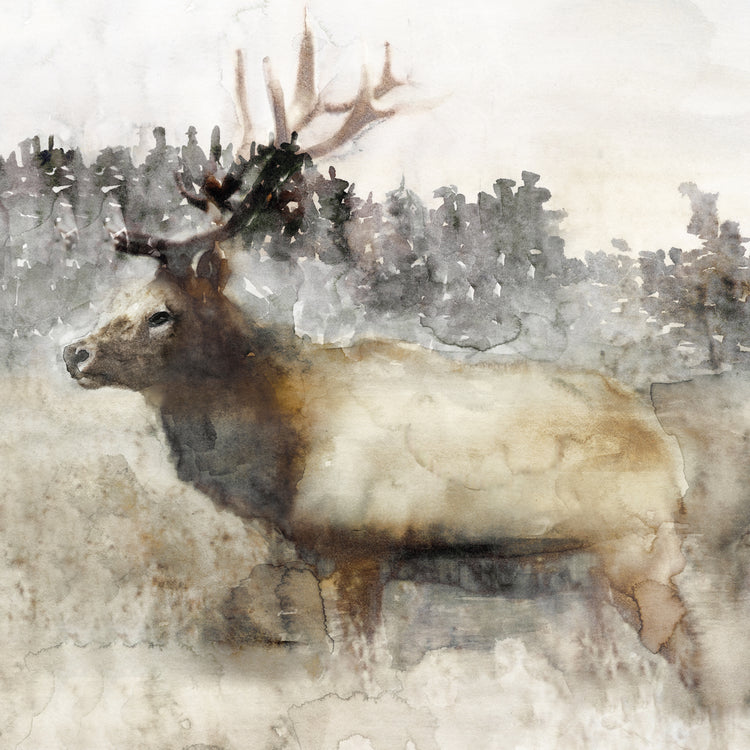 Mountain Elk II