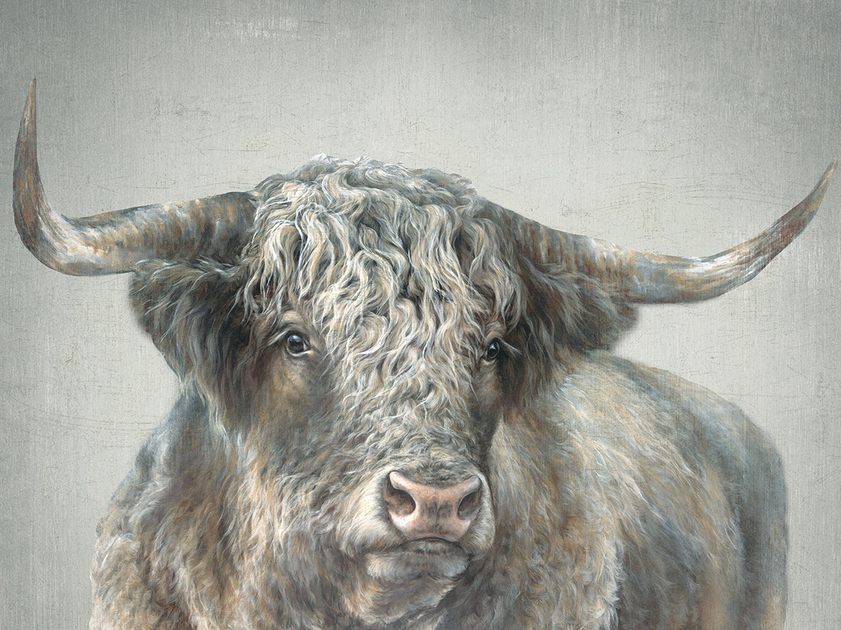 Grand Kyloe Bull