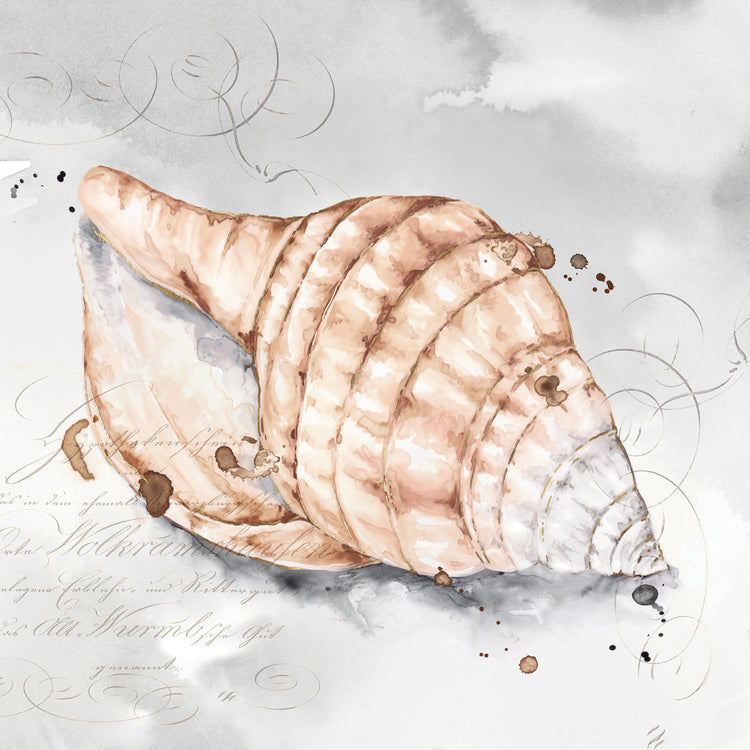 Blush Shell I Lienzo