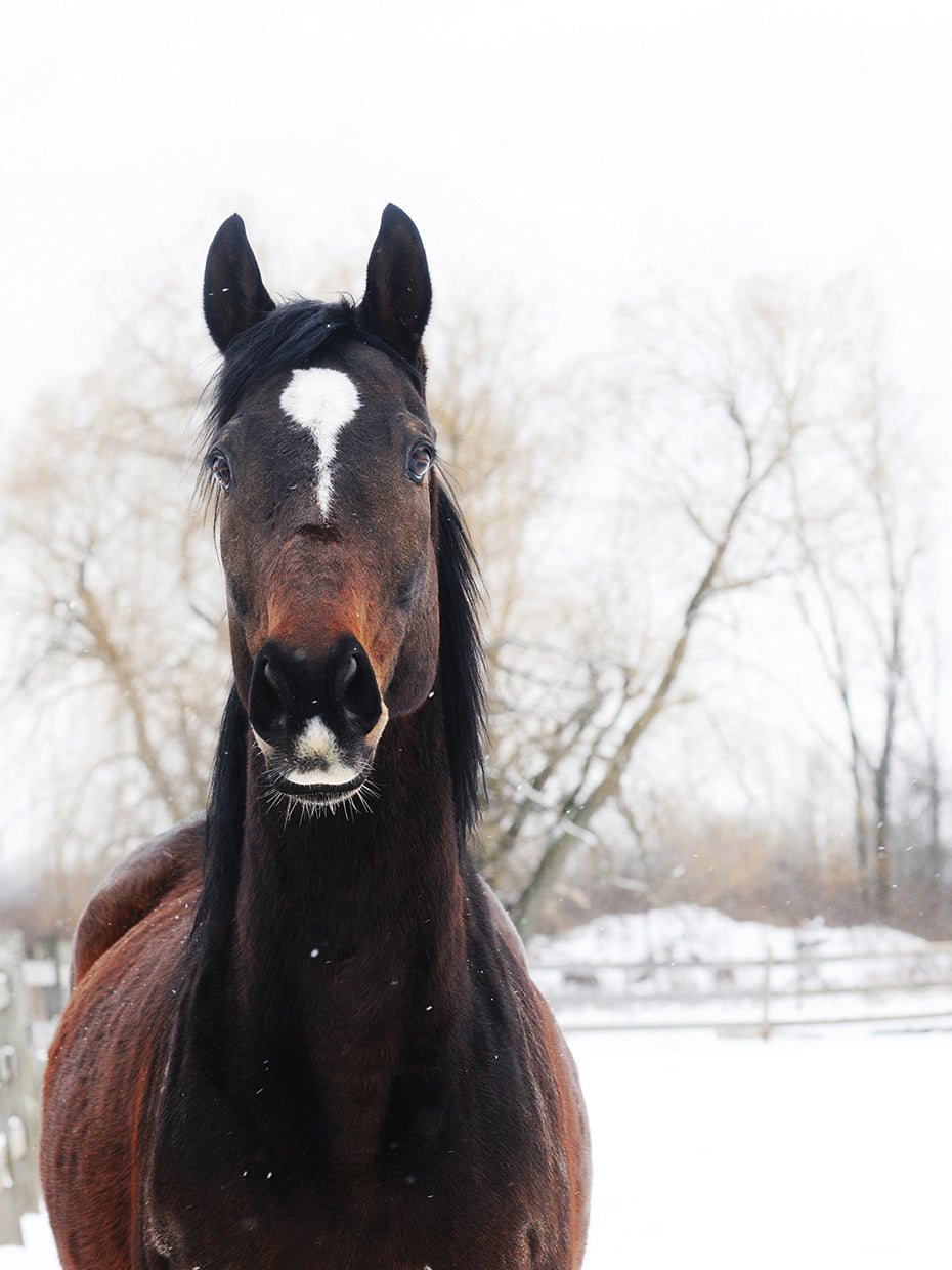 Stable Brown Horse