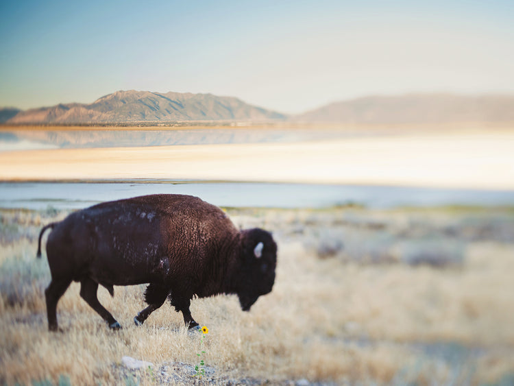 Bison in the Field