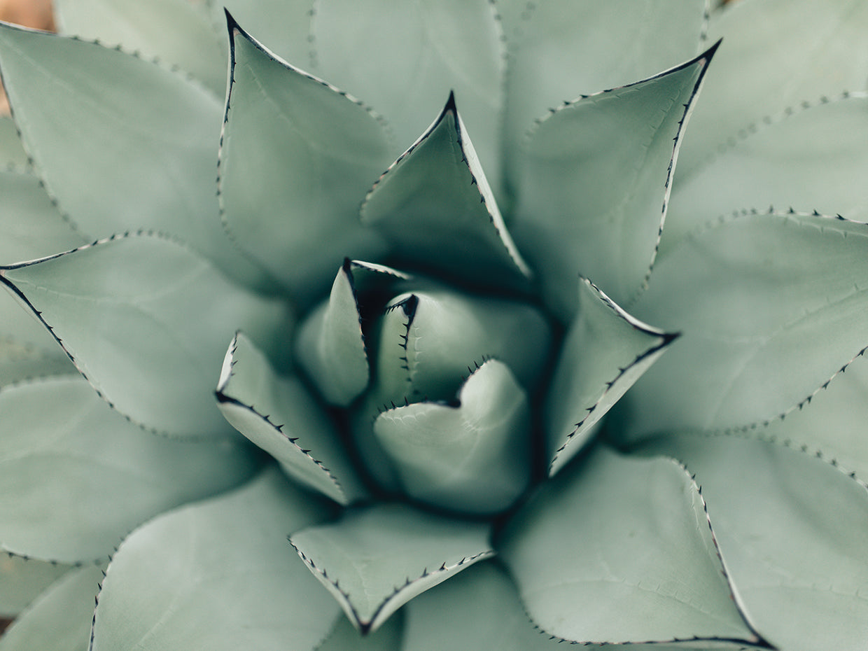 Lavishing Succulent I