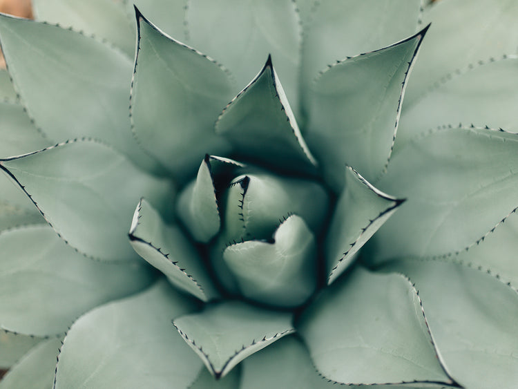 Lavishing Succulent I