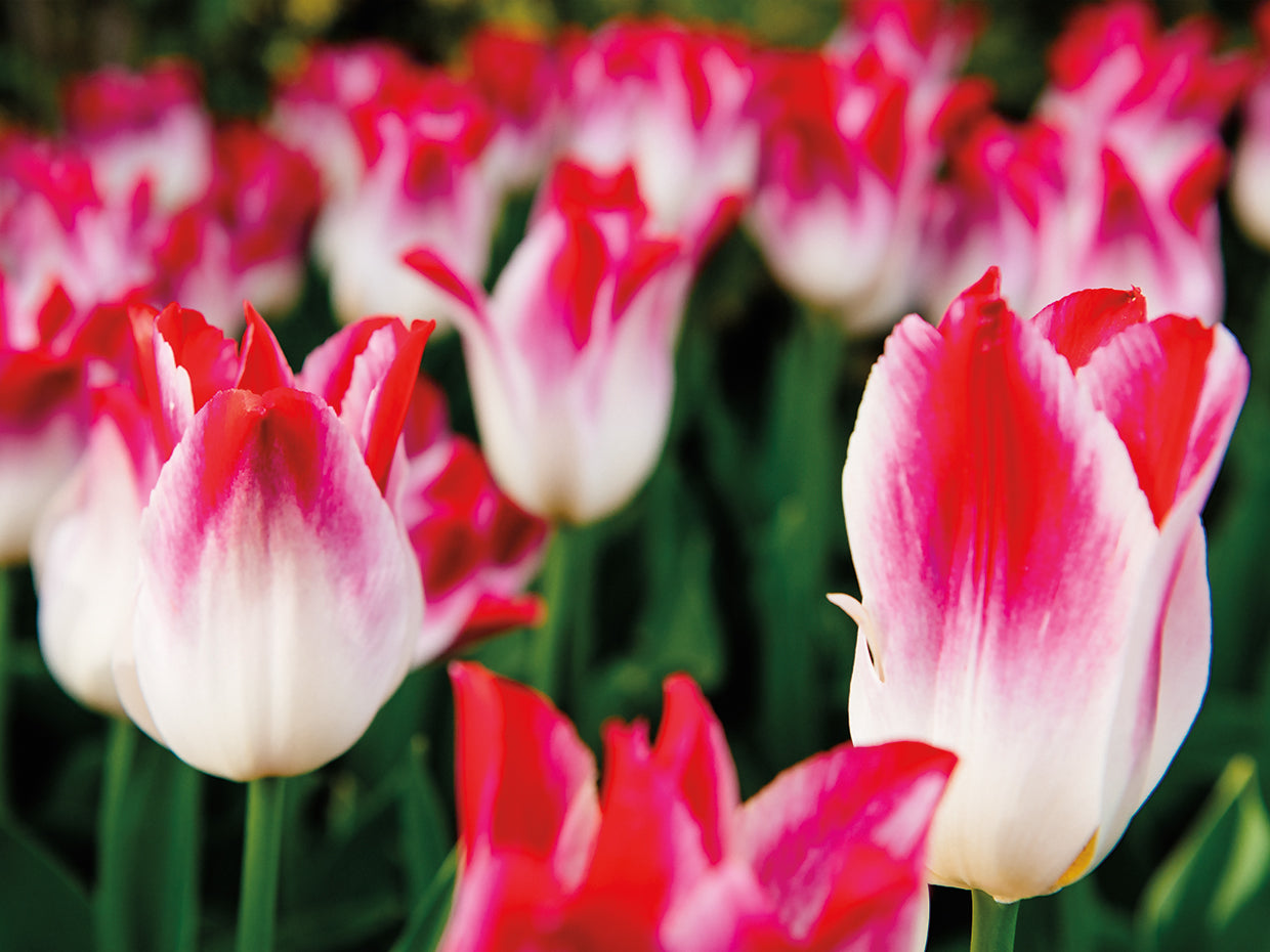 Spring Valley Tulips