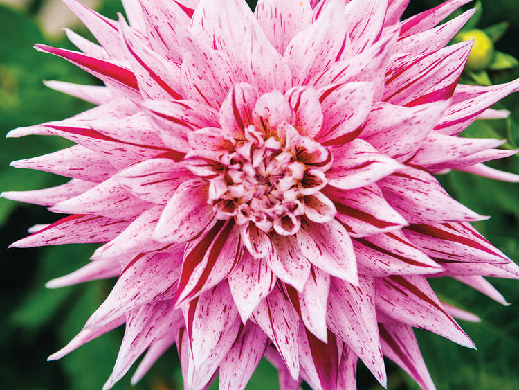 Think Pink Dahlia