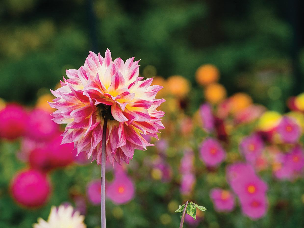 Pink Garden Dahlia