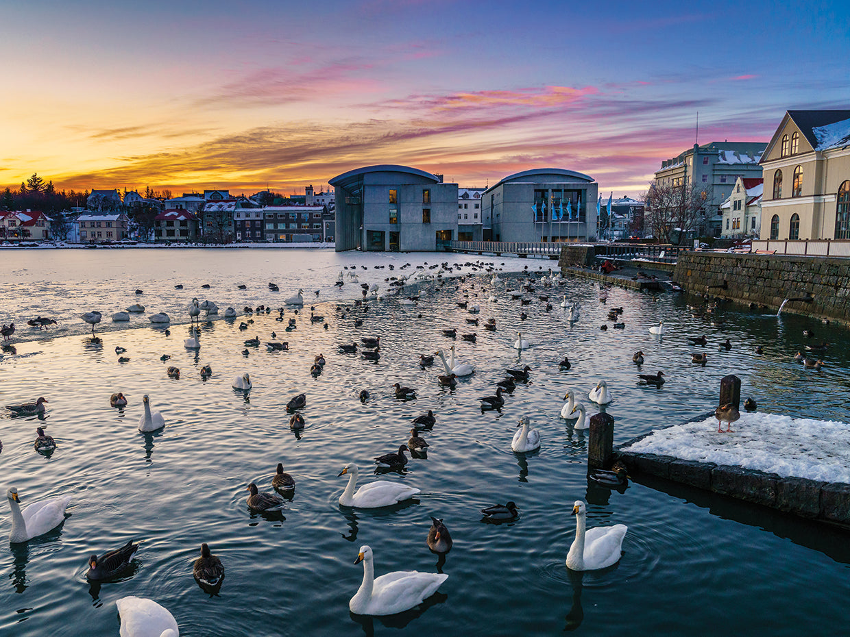 Iceland Swan Pond