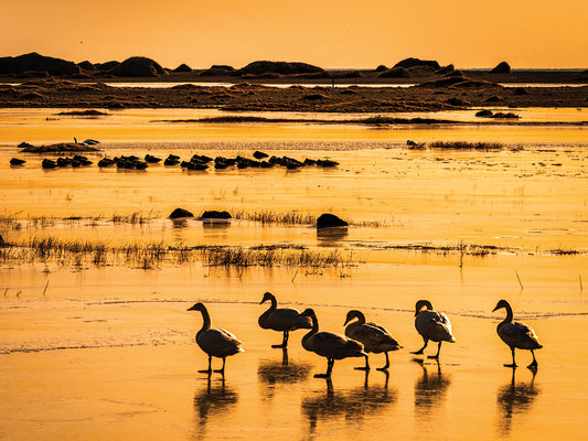 Golden Swan Sunset