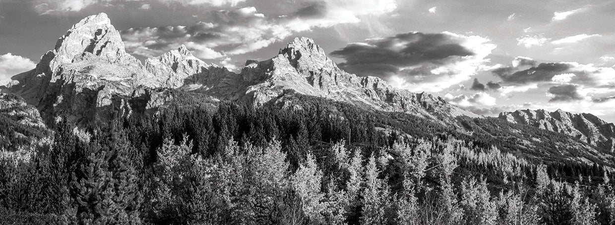 Autumn Forest Tetons