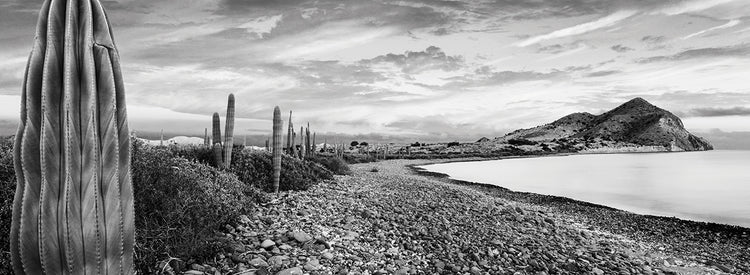Sea of Cortez Cacti