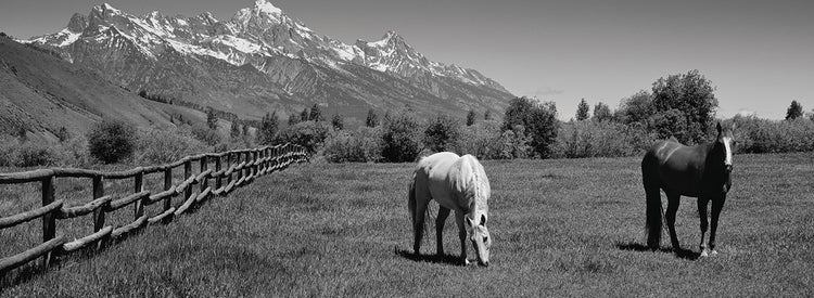 Tetons Grazing Horses