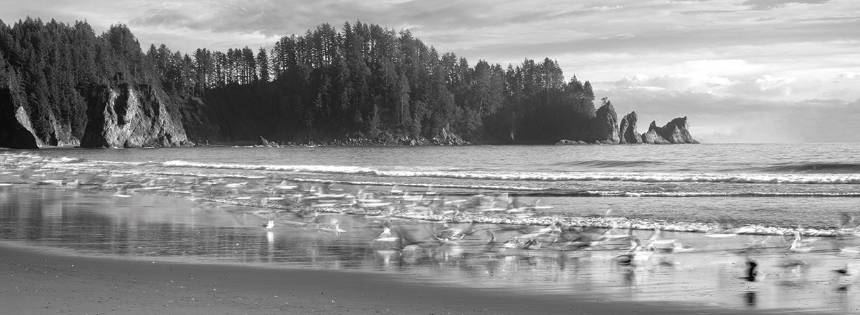 Beachy Olympic Seagulls
