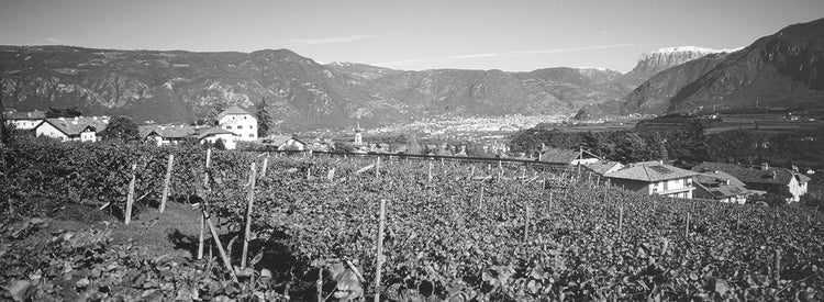 Italian Ripe Vines