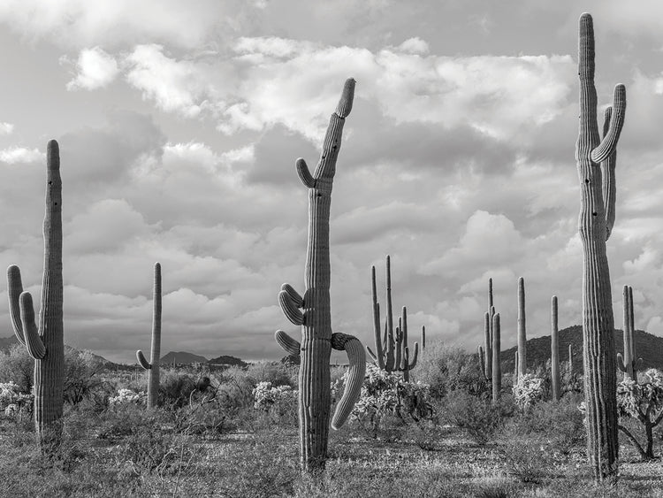 Cactus de tubo de órgano Lienzo