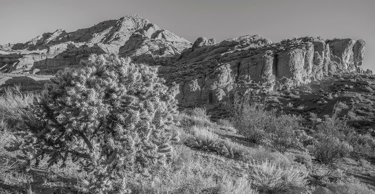 Rocas de cactus Cholla Lienzo