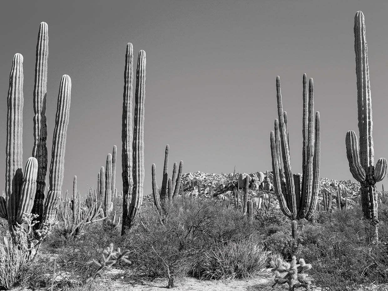 Cactus muy alto Lienzo