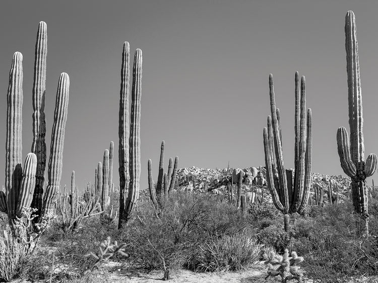 Cactus muy alto Lienzo