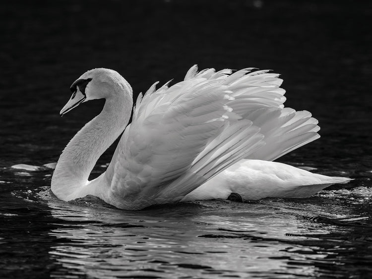 Cisne mudo canadiense Lienzo