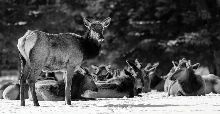 Alces canadienses de invierno Lienzo