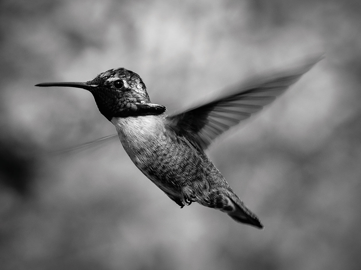 Colibrí Baja Beauty Lienzo