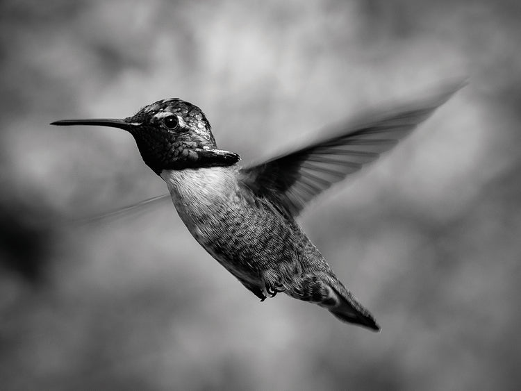 Colibrí Baja Beauty Lienzo