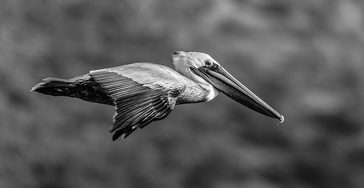 Flying Free Pelican