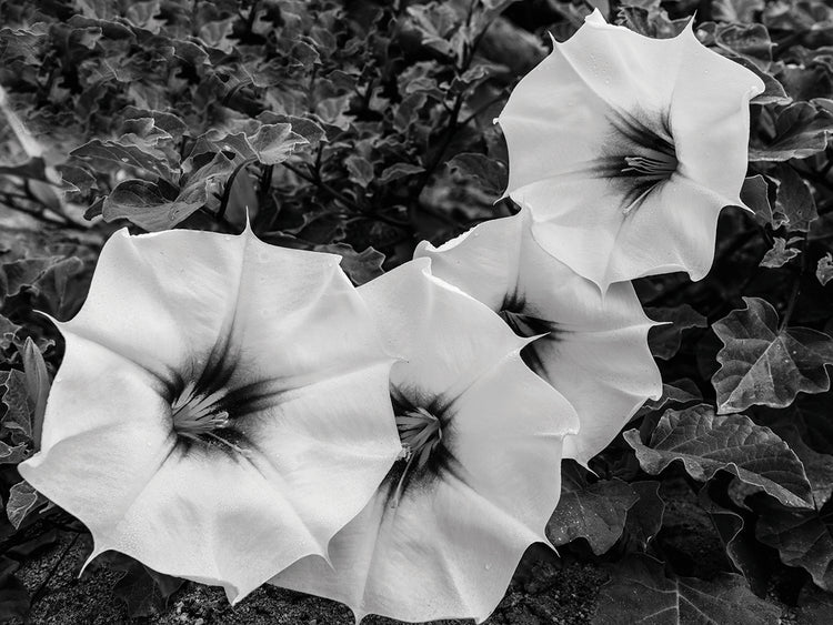 Floraciones de Baja Mexico Lienzo