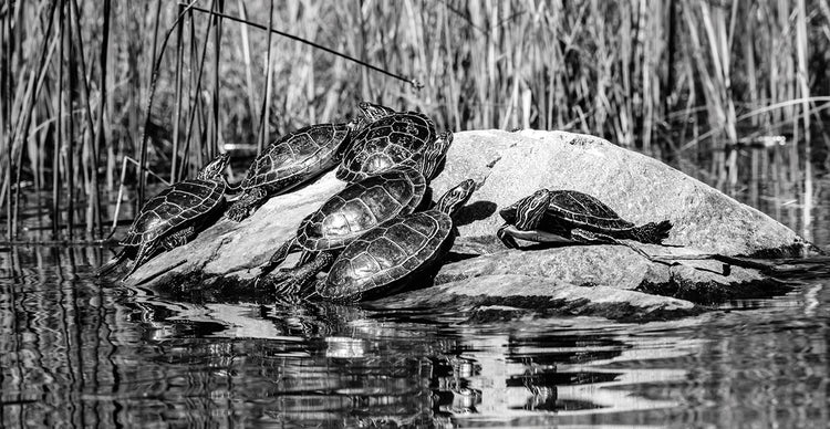 Río de tortugas pintadas Lienzo