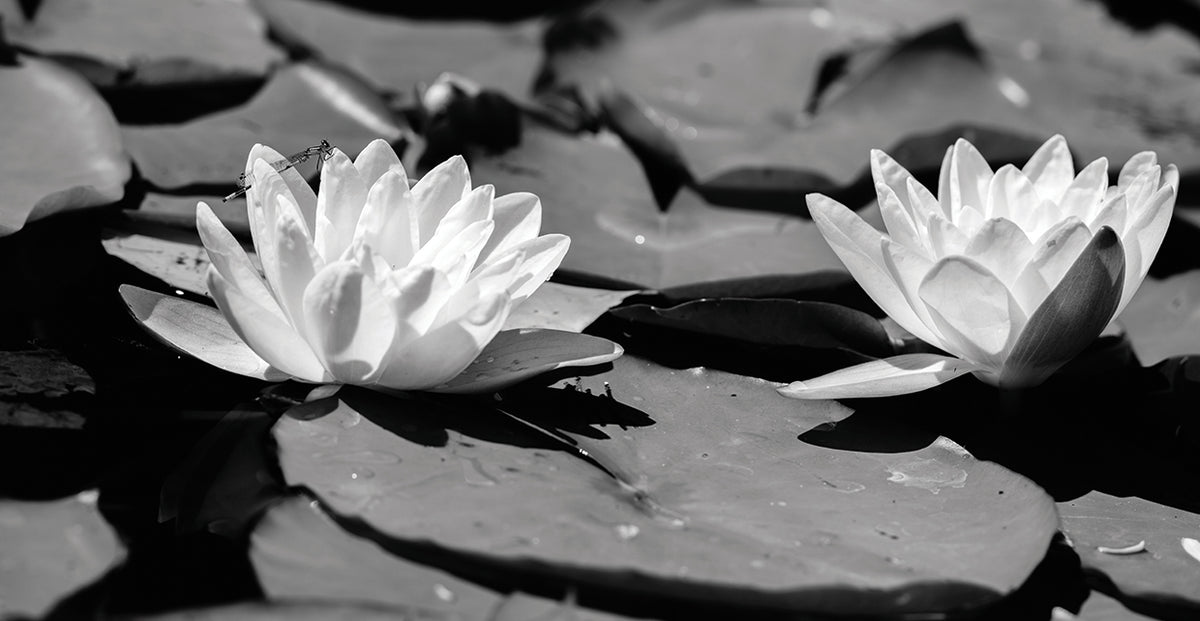 Water Lily Wonders