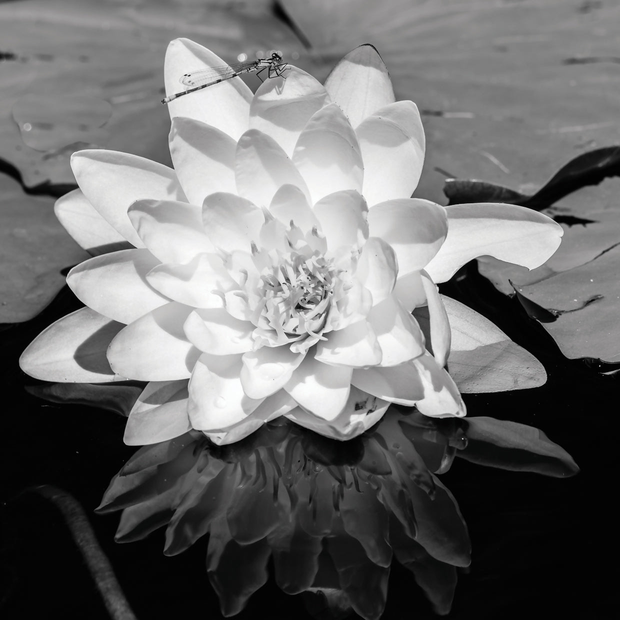Peaceful Pond Water Lily