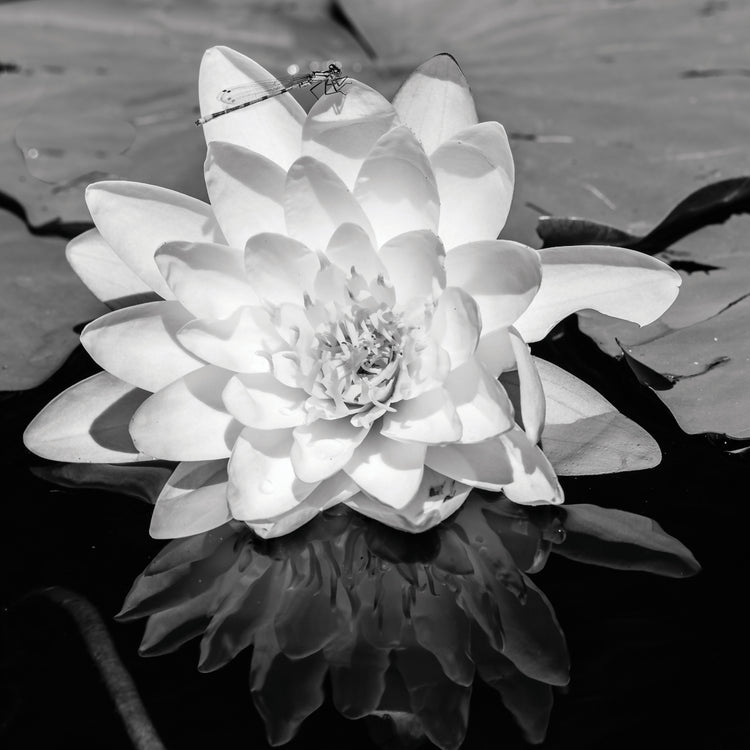 Peaceful Pond Water Lily