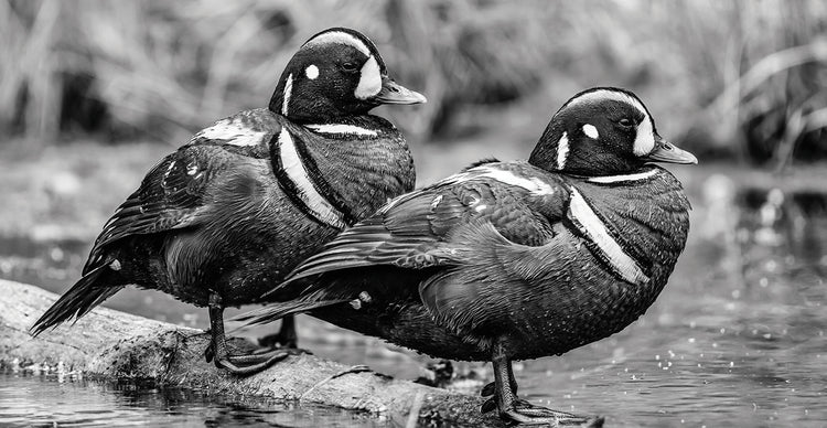 Handsome Harlequin Ducks
