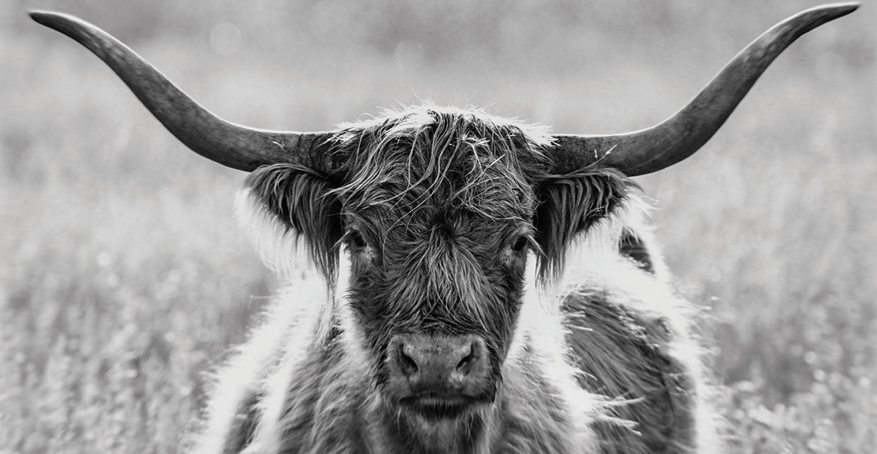 Hairy Highland Cow