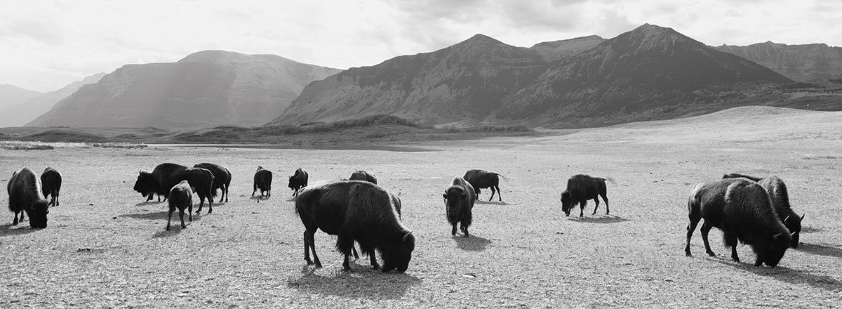 Grazing Bison Canada