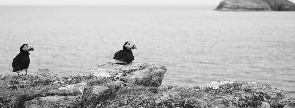 Perky Atlantic Puffins