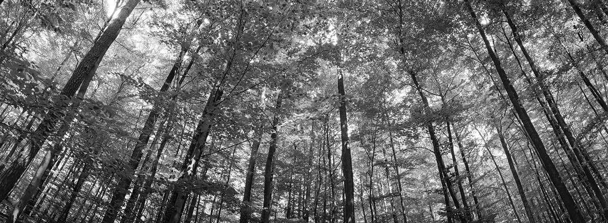 Bosque de Baden Alemania Lienzo