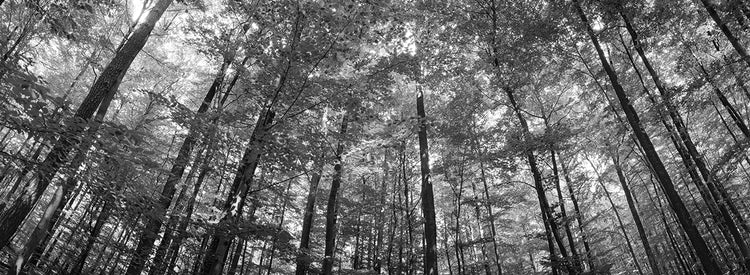 Bosque de Baden Alemania Lienzo