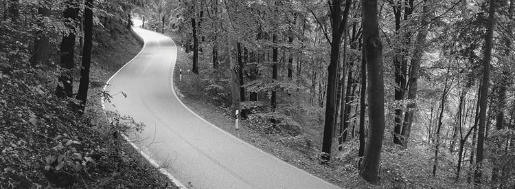 Forest Road Alemania Lienzo
