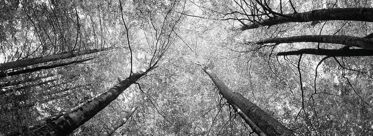 Bosque alto bávaro Lienzo