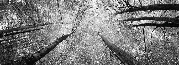 Bosque alto bávaro Lienzo