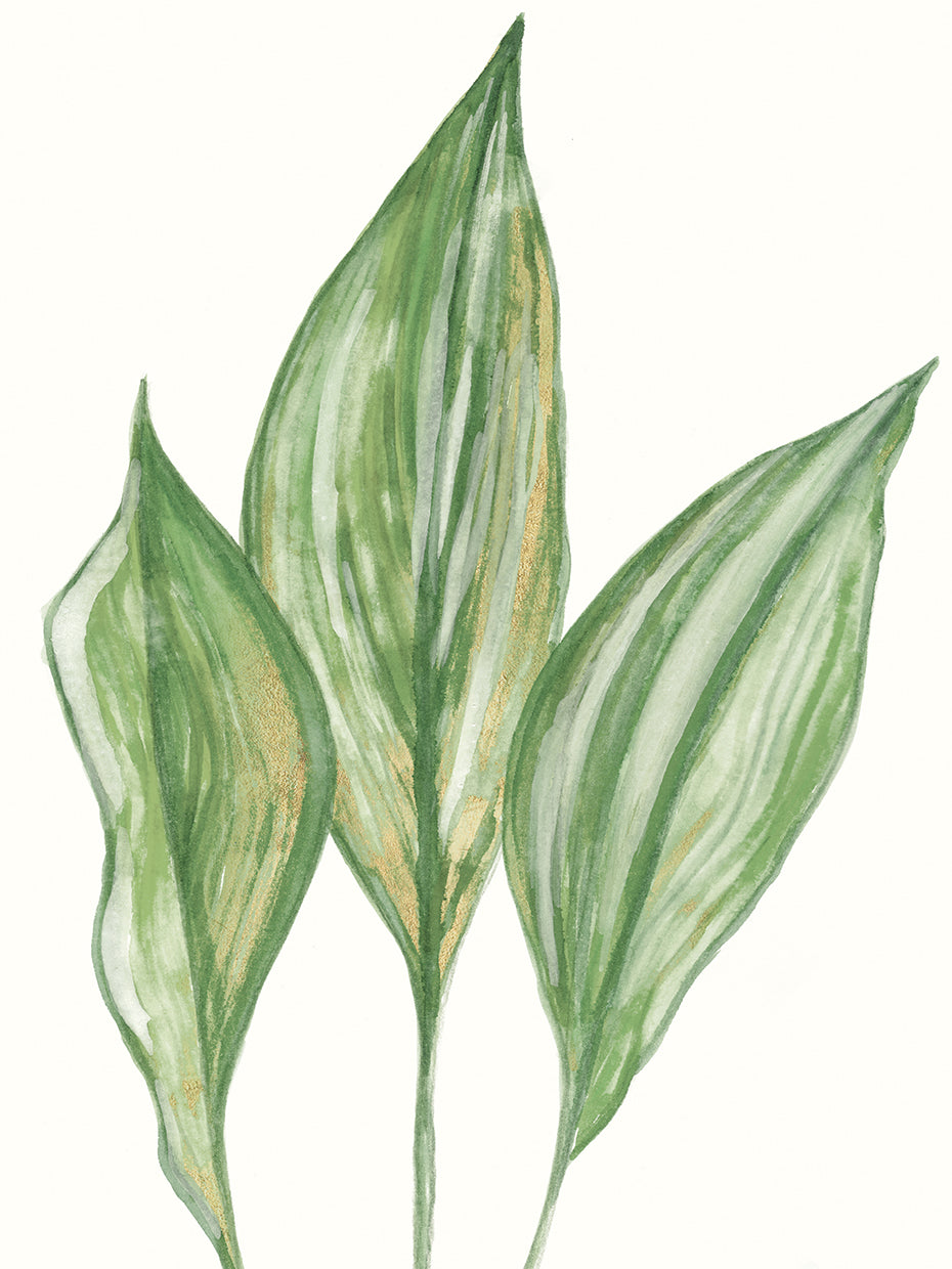 Aspidistra Variegata I