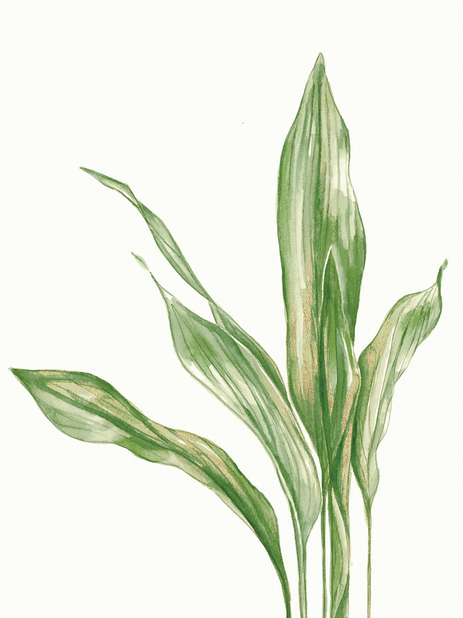 Aspidistra Variegata II
