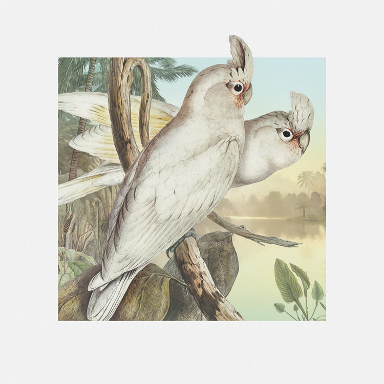 Parrot Perchers