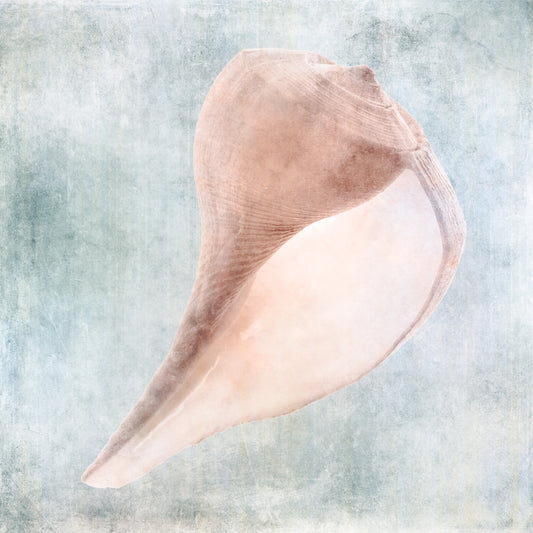 Blue Cream Sea Shell Canvas Print